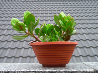 blumentopf