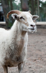 white goat