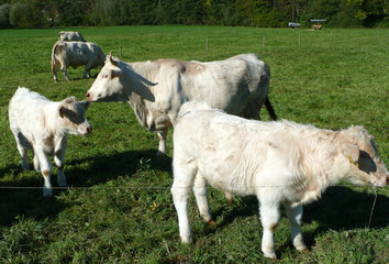 Obraz premium Kühe auf der Weide