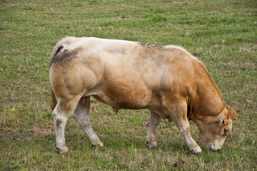 Toro en prado