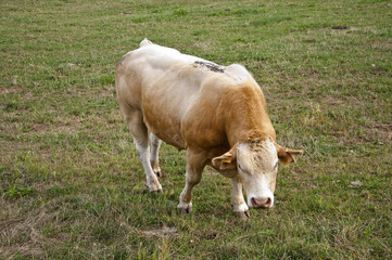 Toro en prado