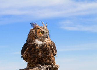 owl against the blue sky