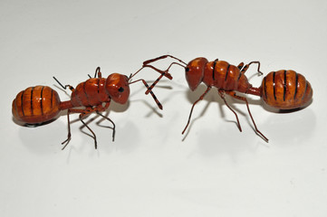 Ants