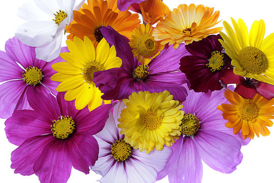 Herbstblumen