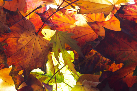 Herbstblätter - lichtdurchflutet