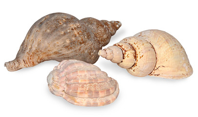 seashell