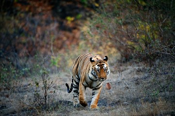 India Tiger.