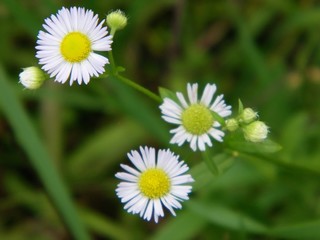 Obraz premium Gänseblümchen