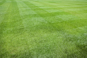 Fresh green grass on the field