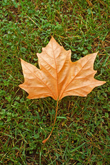 Beautiful autumn leaf