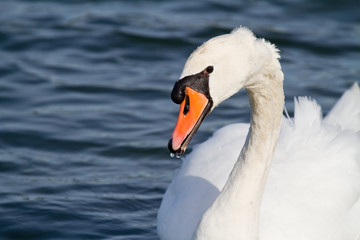 Mute Swan