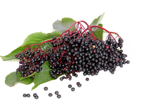 Holunderbeeren