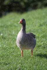 Grey-Lag Goose