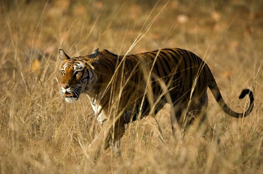 ROYAL BENGAL TIGER.