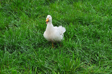 White Duck on grass
