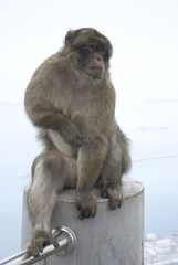 berberaffe