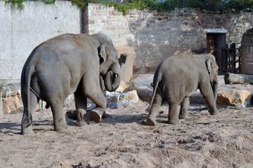 Elephants walking around enclosure