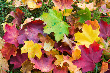 Buntes Ahornlaub, Herbst, Jahreszeit