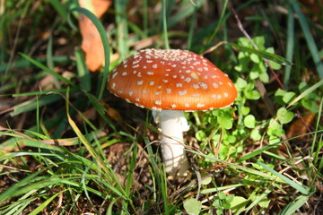 fliegenpilz auf wiese