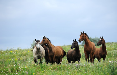 herd of wild horses on the field