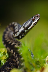 The Viper prepares for a throw.