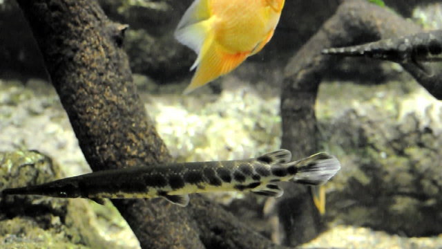 Peces y coral