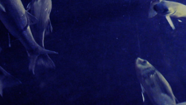 Grupo de peces