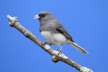 Junco on a Perch