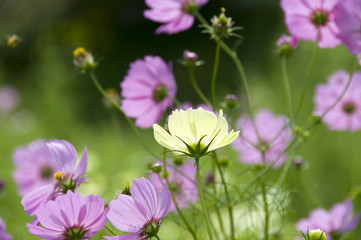 Fototapeta premium コスモス