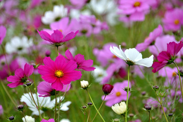 Fototapeta premium コスモス
