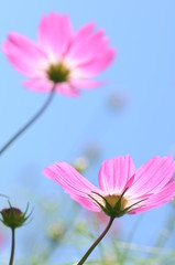 コスモス
