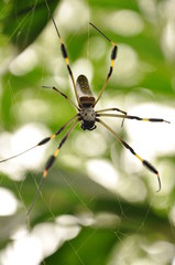 Araña tropical (Nephila clavipes)