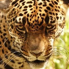 Foto op Canvas Jaguar (Panthera Onca) © lvalin