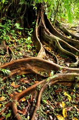 Raices de ábol tropical