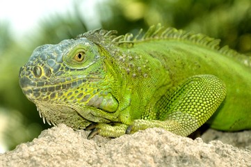 Iguana verde (Iguana iguana)