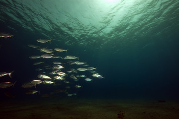 mackerel and ocean © stephan kerkhofs