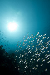 Fototapeta na wymiar ocean, sun and fish