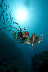 lionfish and ocean