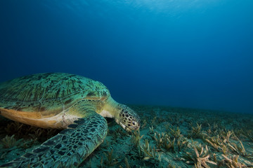 green turtle feeding on seagrass