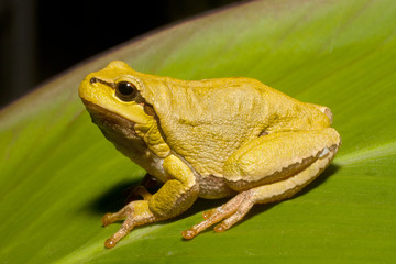 Green Tree Frog on a green leaf (Hyla arborea)