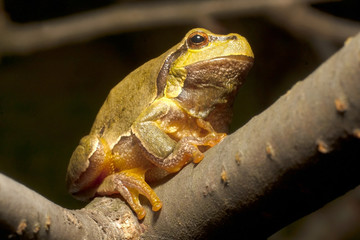 Green Tree Frog on a branch (Hyla arborea)