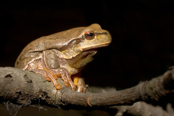 Green Tree Frog on a branch (Hyla arborea)