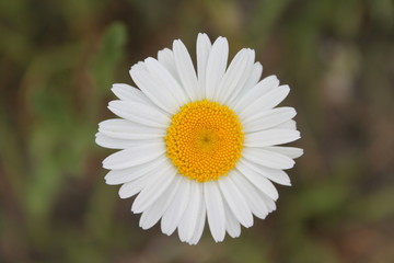 Obraz premium Ромашка