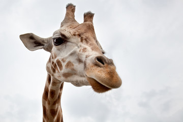 Fototapeta premium Head of a Giraffe in the wild