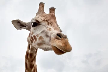 Papier Peint photo Girafe Tête d& 39 une girafe à l& 39 état sauvage