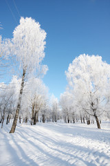 winter landscape