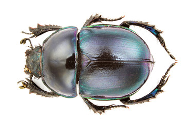 Trypocopris Pyrenaicus