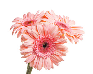 Bunch of gerbera isolated