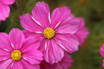 Fototapeta premium Dahlie