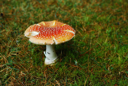 red mushroom, amanita muscaria